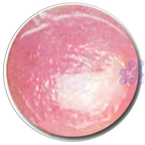 S335 Medium Pink