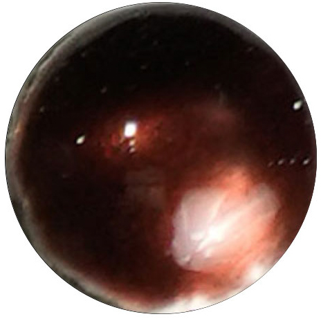 UK7528 Rosewood