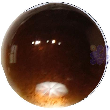US2140 Russet Brown