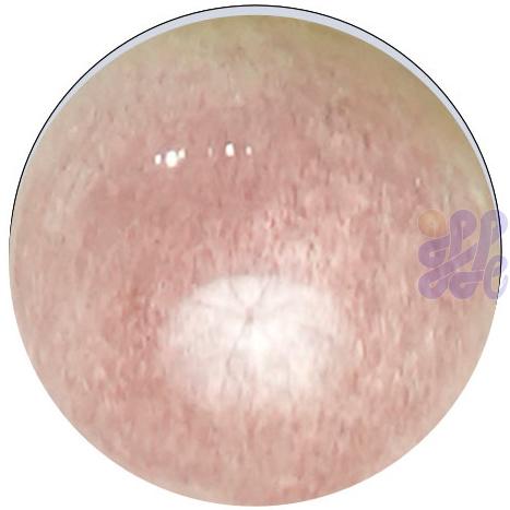 US2825 China Pink (G)