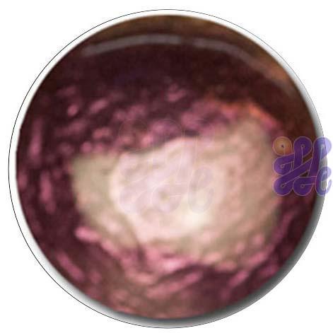 S384 Red-Purple 30g