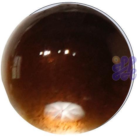 US2140 Russet Brown 30g
