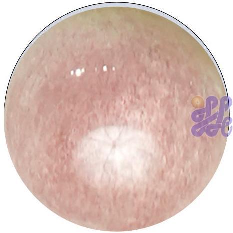 US2825   China Pink (G) 30g